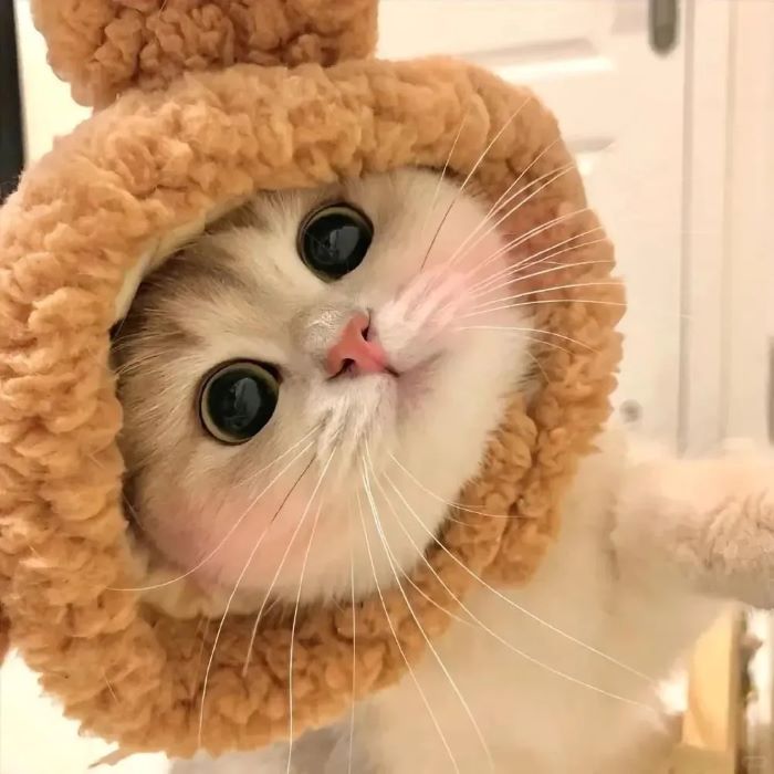 Ảnh con mèo cute đội mũ len xinh
 