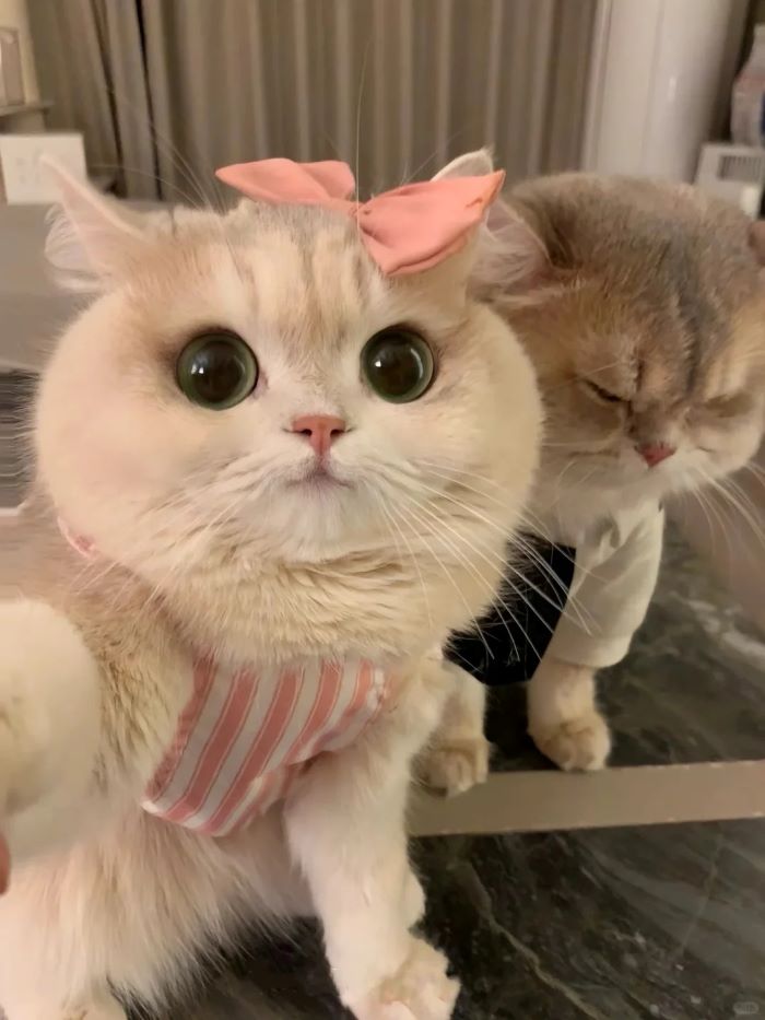 Mèo cute siêu cưng trong ảnh
