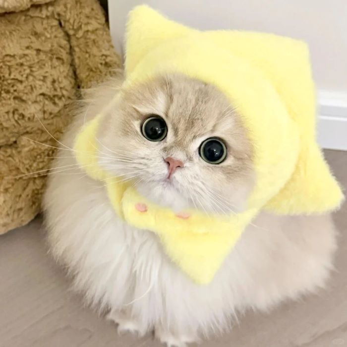 Ảnh con mèo cute thả thính
