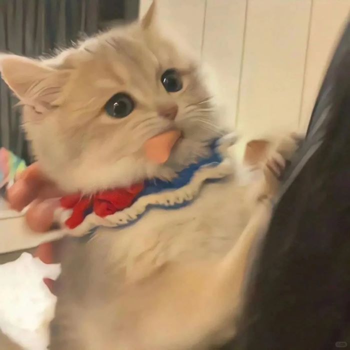 Hình ảnh con mèo cute hot nhất