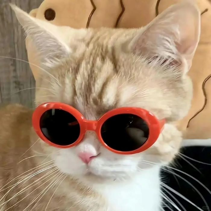 Ảnh con mèo cute mắt to tròn