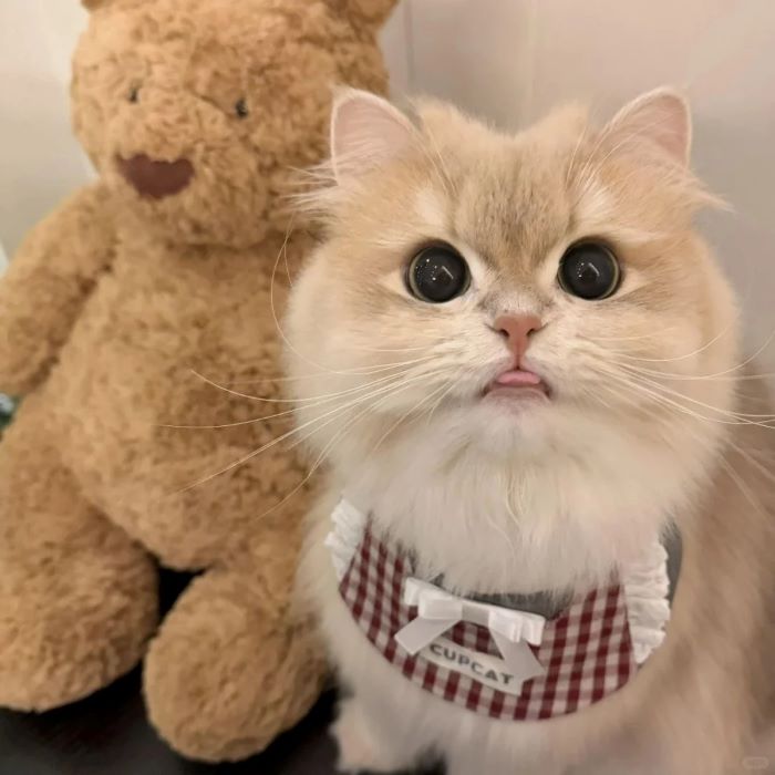 Ảnh con mèo cute dễ thương nhất