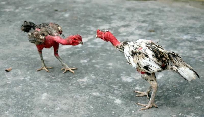 Thắng Lớn Với Kèo Đá Gà Đòn Tại 69VN