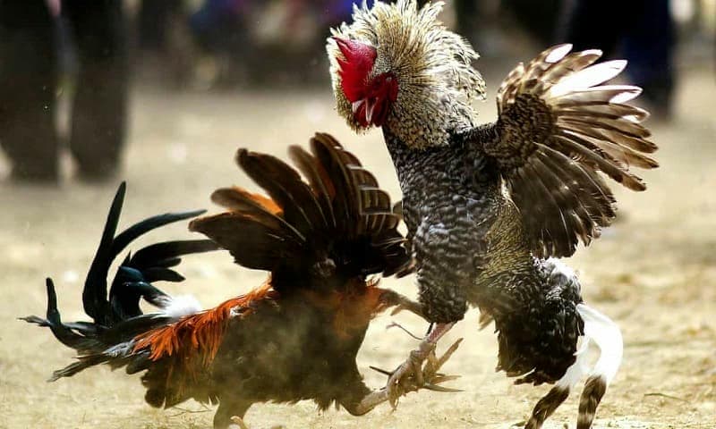 Vì Sao Nên Chọn Đá Gà Đòn Tại 69VN?