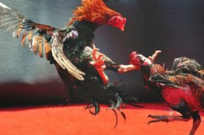 Trực tiếp đá gà Fun88 – Phát sóng trực tiếp những trận đấu đỉnh cao