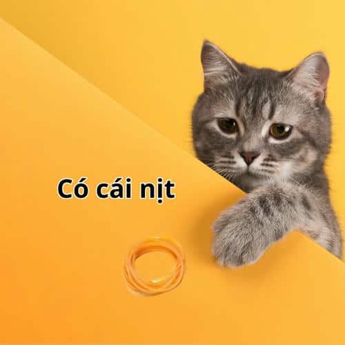 meme có cái nịt 15
