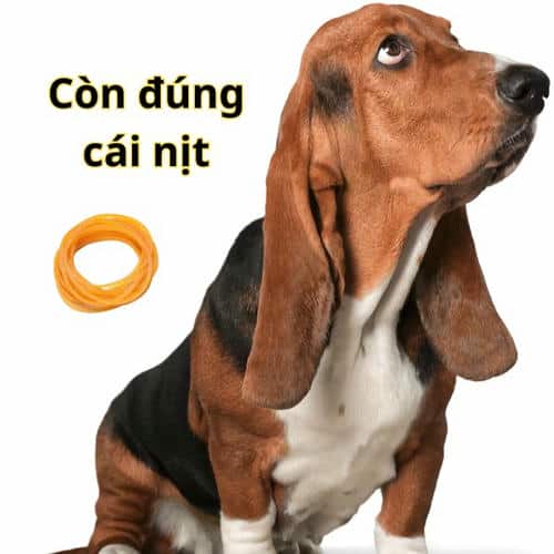 meme có cái nịt 16