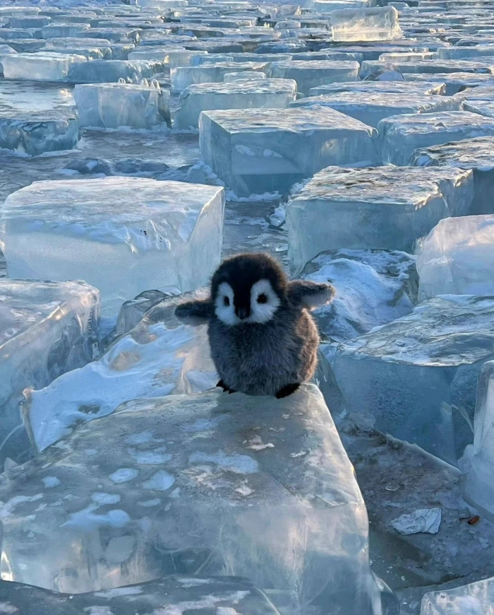 Avatar cánh cụt cute nhất 