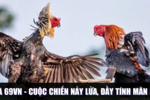 Đá Gà 69Vn – Cuộc Chiến Đầy Nảy Lửa, Đầy Tính Mãn Nhãn