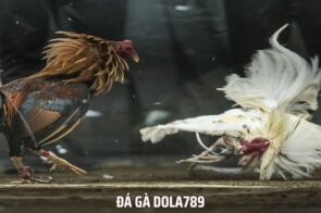 Đá Gà Dola789 – Nơi Lý Tưởng Cho Những Trận Đấu Mãnh Liệt