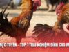 Đá Gà Trực Tuyến – Top 1 Trải Nghiệm Đỉnh Cao Mỗi Ngày