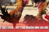 Đá Gà Trực Tuyến – Top 1 Trải Nghiệm Đỉnh Cao Mỗi Ngày