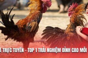 Đá Gà Trực Tuyến – Top 1 Trải Nghiệm Đỉnh Cao Mỗi Ngày