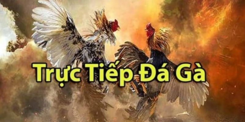 Trải Nghiệm Người Chơi Tại Trường Gà Savan VB777