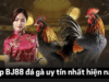 App BJ888 đá gà: Sân chơi lý tưởng cho cược thủ mê đá gà