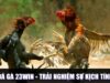 Đá Gà 23WIN – Trải Nghiệm Sự Kịch Tính Trong Từng Phút Giây