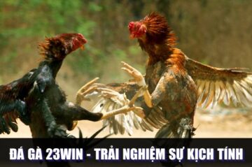 Đá Gà 23WIN – Trải Nghiệm Sự Kịch Tính Trong Từng Phút Giây