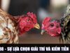 Đá Gà PG88 – Sự Lựa Chọn Giải Trí Và Kiếm Tiền Hoàn Hảo