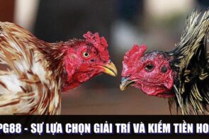Đá Gà PG88 – Sự Lựa Chọn Giải Trí Và Kiếm Tiền Hoàn Hảo