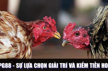 Đá Gà PG88 – Sự Lựa Chọn Giải Trí Và Kiếm Tiền Hoàn Hảo