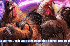 Đá Gà VND789 – Trải Nghiệm Cá Cược Đỉnh Cao Với Đam Mê Đá Gà