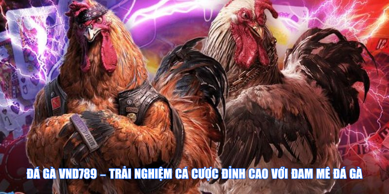 Lý do người chơi nên chọn chơi đá gà tại VND789