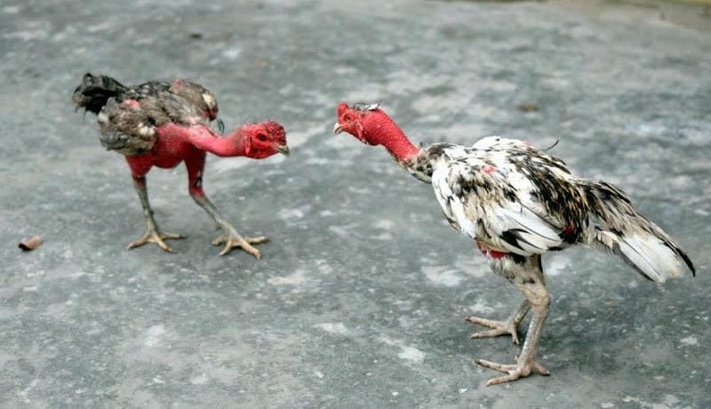 Chọn gà theo mùa, thời tiết và thể trạng thực tế