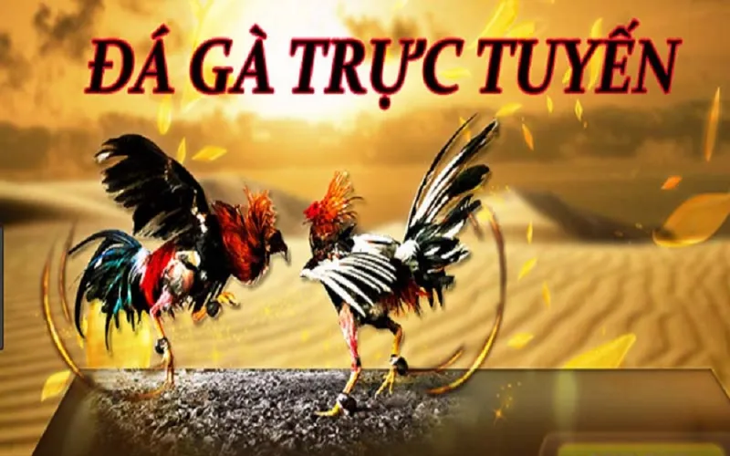 Livestream đá gà Campuchia chất lượng HD tại Xocdia88