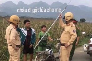 Tổng hợp 88+ ảnh phóng lợn bá đạo nhất mạng xã hội