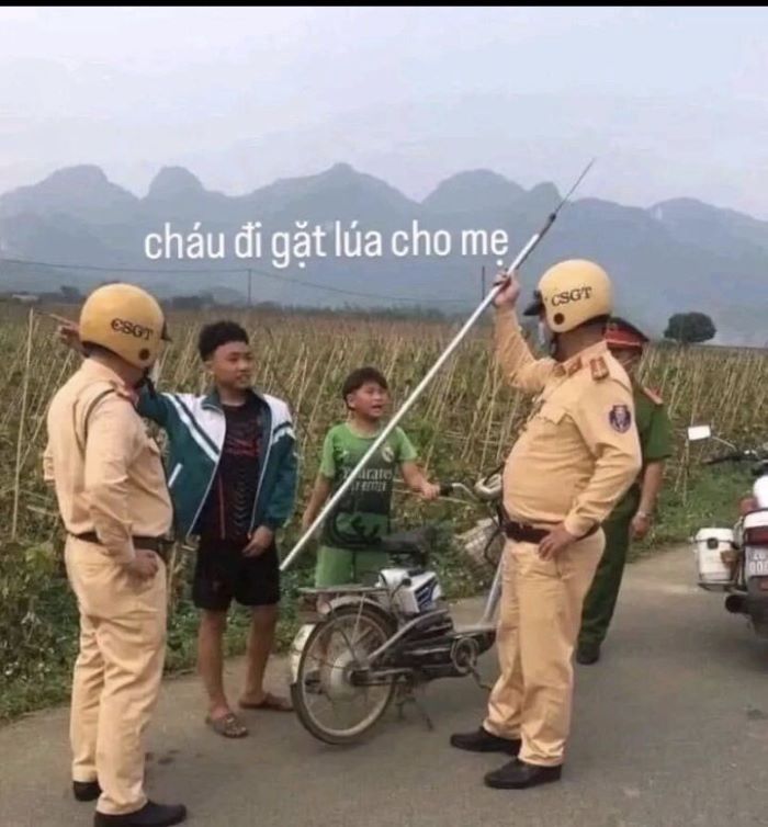 ảnh phóng lợn 18