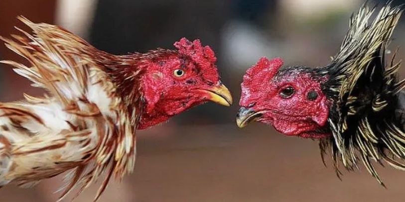 Các tiêu chuẩn để đánh giá một sàn đá gà Thomo uy tín