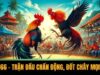 Đá Gà BJ66 – Trận Đấu Chấn Động, Đốt Cháy Mọi Sàn Đấu