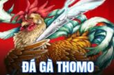 Sàn Đá Gà Thomo Uy Tín – Lựa Chọn An Toàn Cho Dân Cá Cược