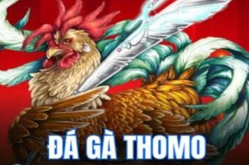 Sàn Đá Gà Thomo Uy Tín – Lựa Chọn An Toàn Cho Dân Cá Cược
