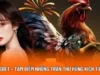 Đá Gà VSBET – Tâm Điểm Những Trận Thư Hùng Kịch Tính Nhất