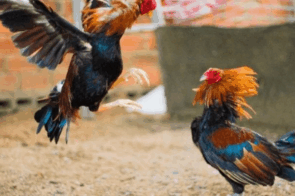 Đá gà Tim88 – Khám phá đấu trường gà chọi chuyên nghiệp