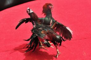 Đá Gà Cựa Dao Sv388 – Kịch Tính Và Chiến Lược Đỉnh Cao