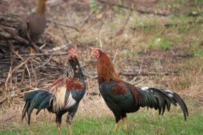 Đá gà 78win mãn nhãn với nhiều trận đấu điẻnh cao