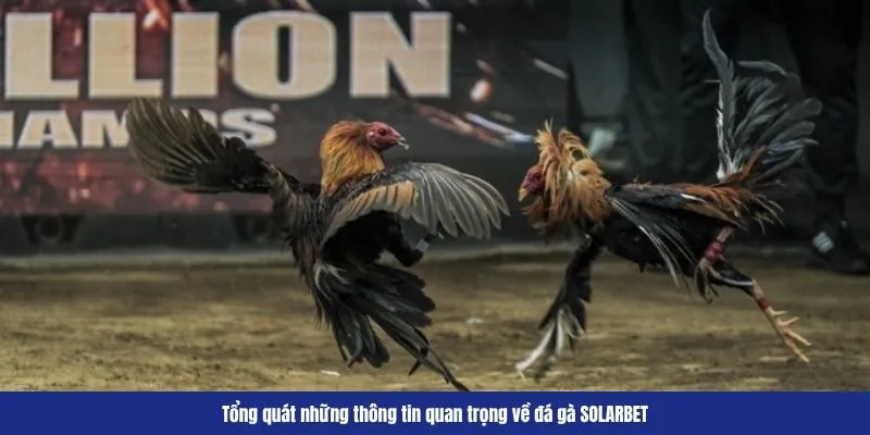 da-ga-solarbet-2