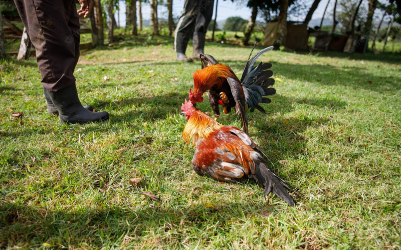 chien-thuat-keo-phu-trong-da-ga