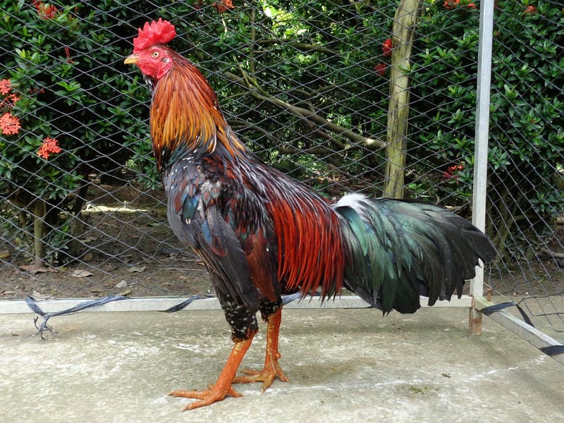 Mẹo chăm gà trước ngày thả – Tăng 30% sức mạnh cựa tròn