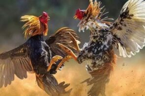 Đá gà GO99 – Trải nghiệm thú vị cho người đam mê đá gà