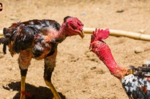 Đá Gà Sun88 Trải Nghiệm Giải Trí Thực Tế Và Dễ Tiếp Cận